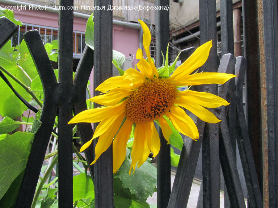 Blossom, Flora, Flower, Plant, Sunflower, Treasure Flower, Daisies
