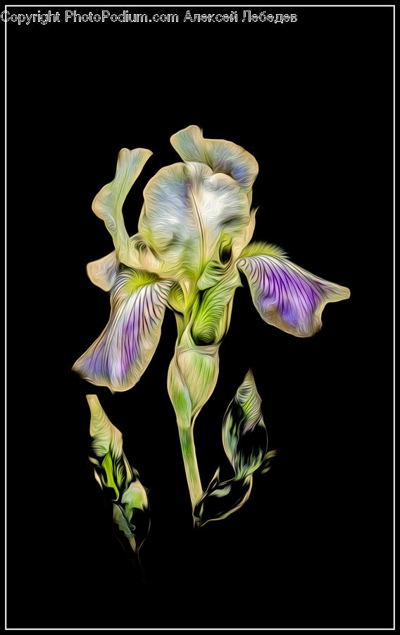 Flora, Flower, Iris, Plant, Gladiolus, Acanthaceae, Annonaceae