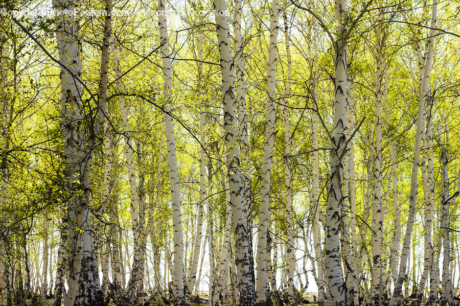 Birch, Tree, Wood, Forest, Vegetation, Fir, Grove