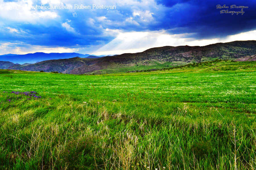 Field, Grass, Grassland, Land, Outdoors, Plant, Landscape