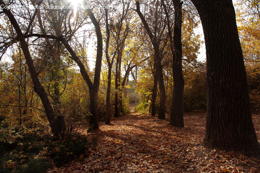 Dirt Road, Gravel, Road, Forest, Vegetation, Grove, Land