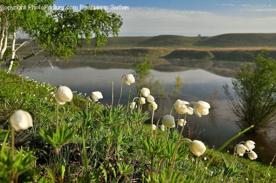 Algae, Agaric, Mushroom, Plant, Blossom, Flora, Flower