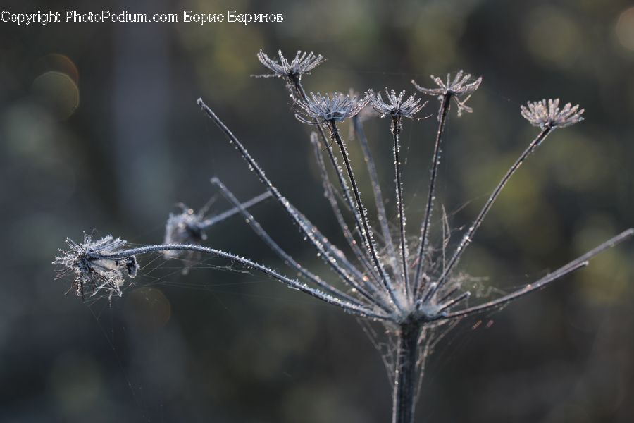 Dill, Plant, Frost, Ice, Outdoors, Snow, Grain