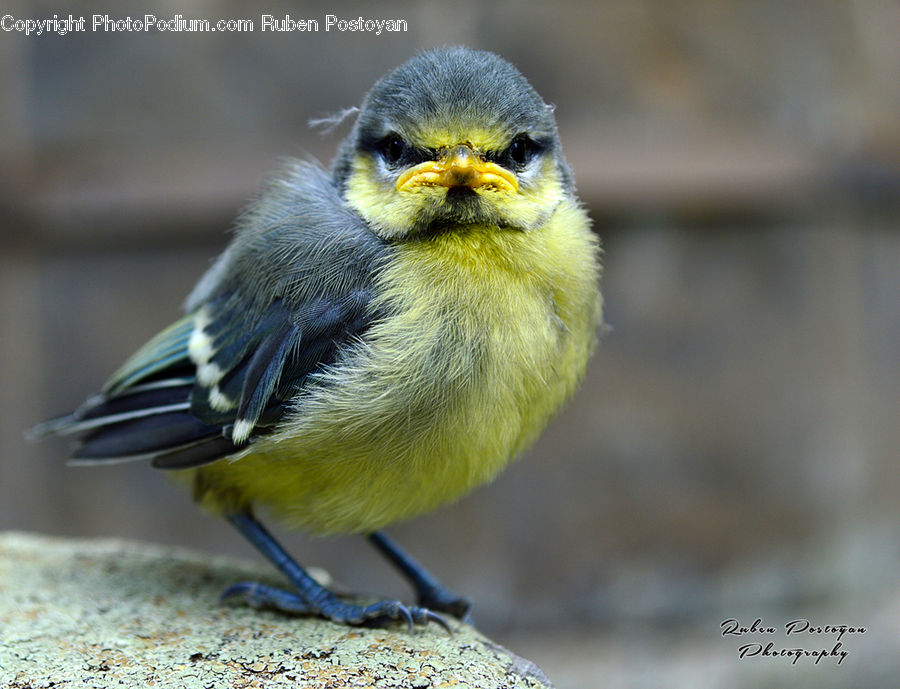 Bird, Canary, Finch, Beak, Head, Portrait, Bee Eater