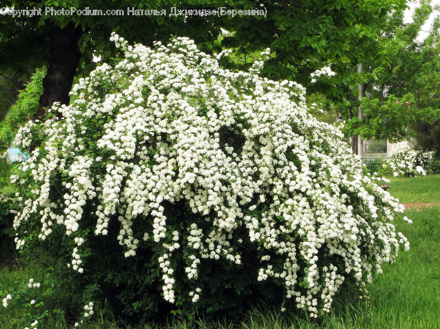 Bush, Plant, Vegetation, Blossom, Flora, Flower, Conifer