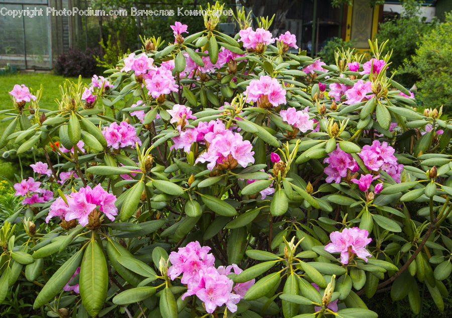 Plant, Potted Plant, Blossom, Flora, Flower, Geranium, Dahlia