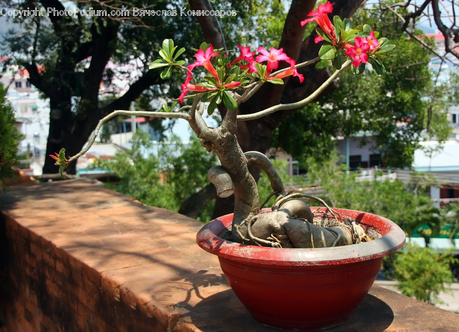 Bonsai, Plant, Potted Plant, Tree, Pot, Pottery, Blossom