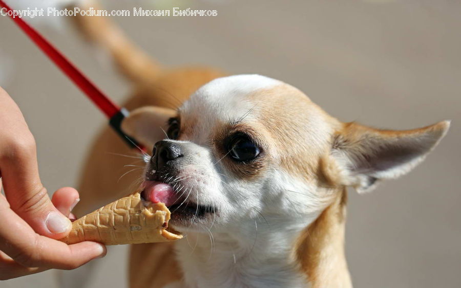 Animal, Canine, Chihuahua, Dog, Mammal, Pet, Finger