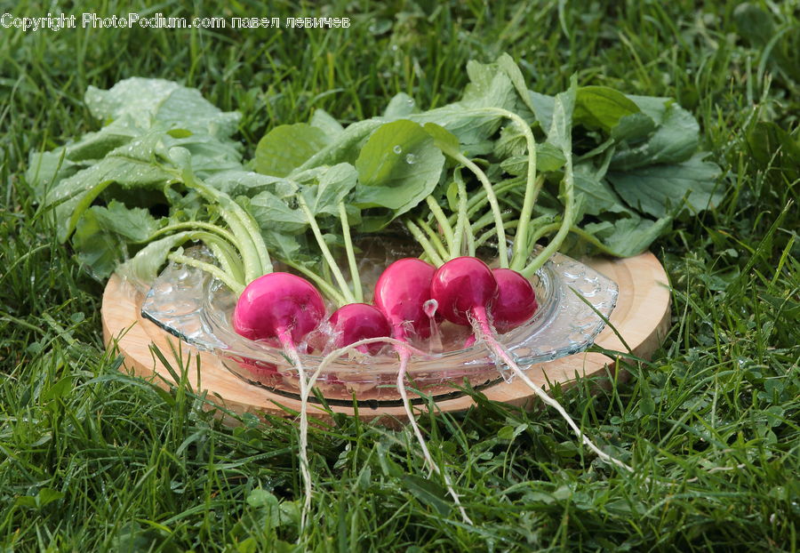 Produce, Radish, Vegetable, Plant, Turnip