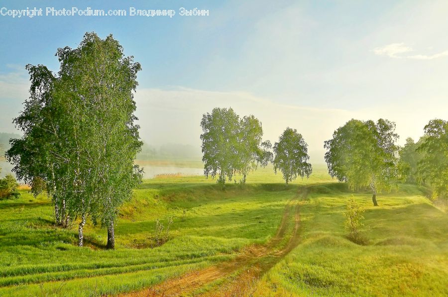 Dirt Road, Gravel, Road, Plant, Tree, Field, Grass