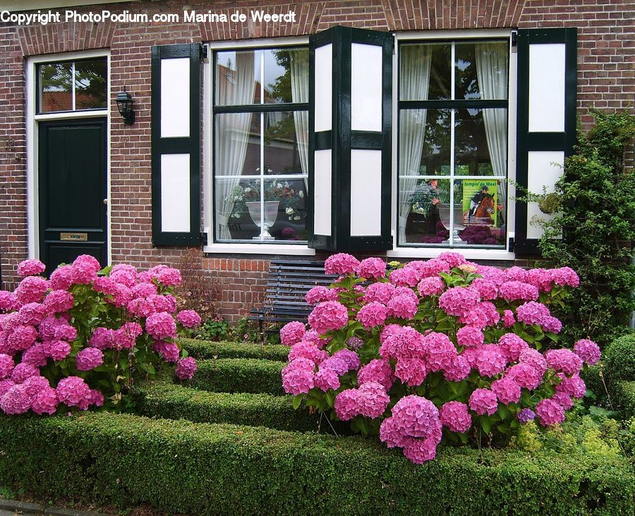 Brick, Blossom, Flora, Flower, Geranium, Plant, Bush