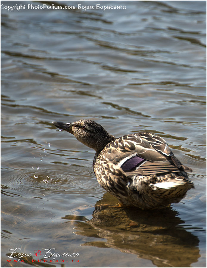 Bird, Duck, Teal, Waterfowl, Mallard, Goose