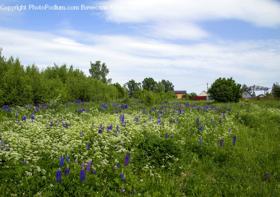 Field, Grass, Grassland, Meadow, Outdoors, Pasture, Land