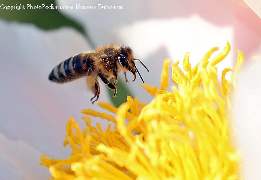 Bee, Insect, Invertebrate, Apidae, Bumblebee, Flora, Pollen