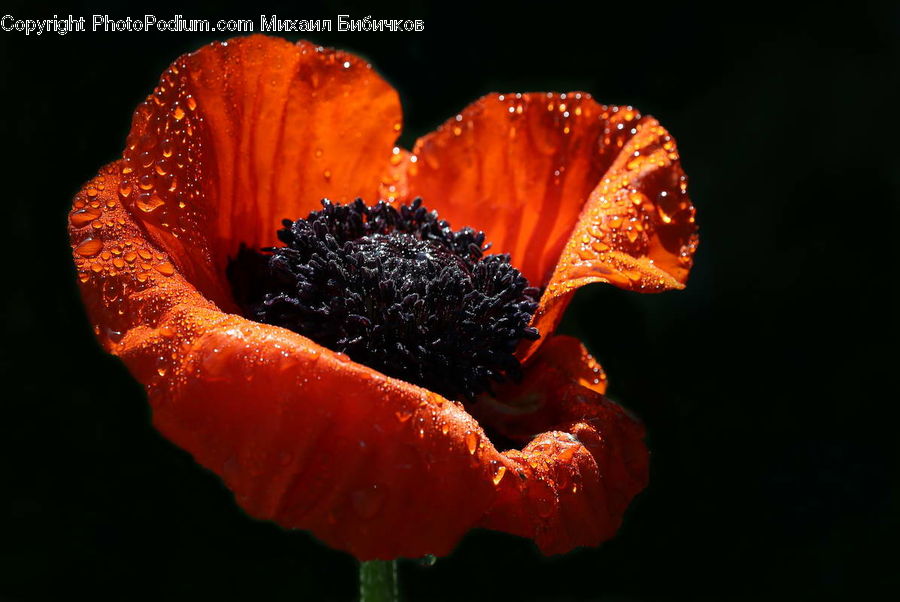 Blossom, Flora, Flower, Plant, Poppy, Pollen, Petal