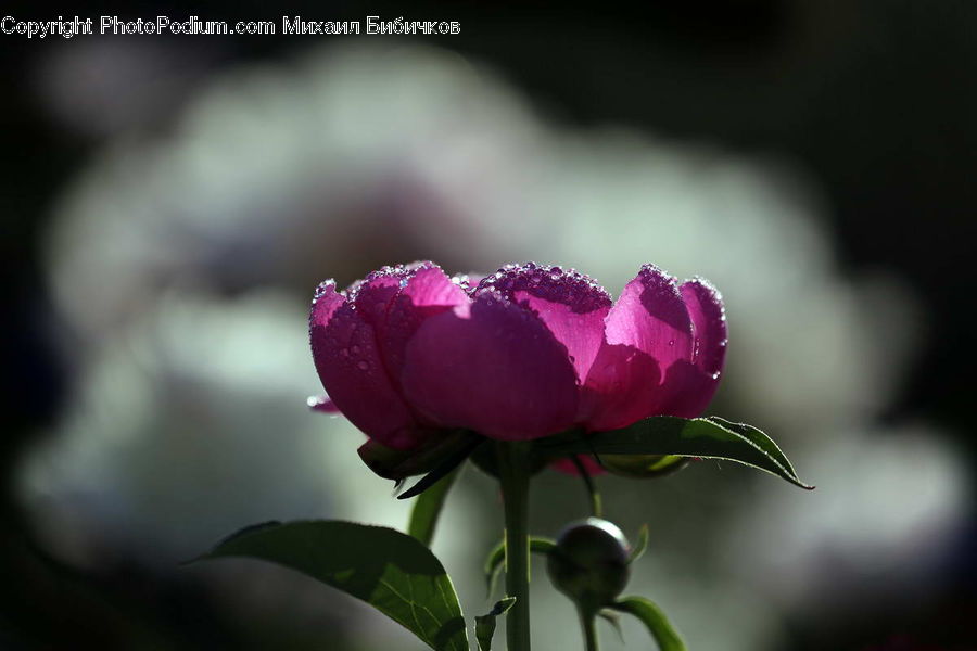 Blossom, Flower, Peony, Plant, Carnation, Flora, Crocus