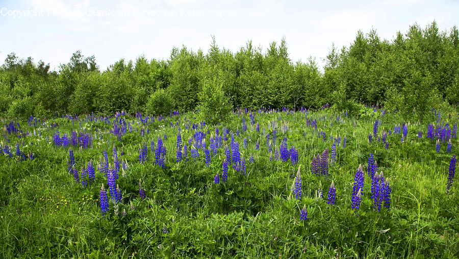 Blossom, Crocus, Flora, Flower, Plant, Lupin, Forest