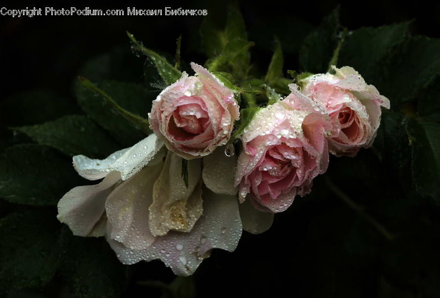 Blossom, Flower, Plant, Rose, Flora, Carnation, Flower Arrangement