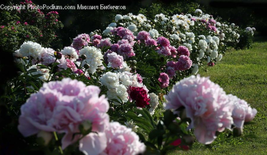 Blossom, Flower, Peony, Plant, Potted Plant, Carnation, Flora