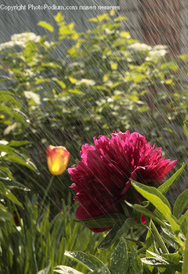Blossom, Flower, Peony, Plant, Flora, Dahlia, Carnation