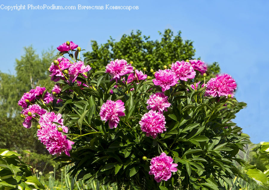 Blossom, Flower, Peony, Plant, Flora, Carnation, Geranium