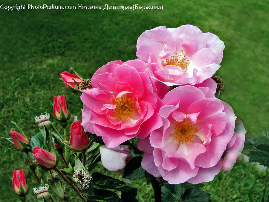 Blossom, Flower, Plant, Rose, Flora, Peony, Geranium