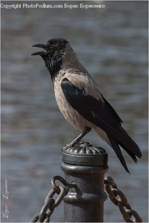 Bird, Blackbird, Crow