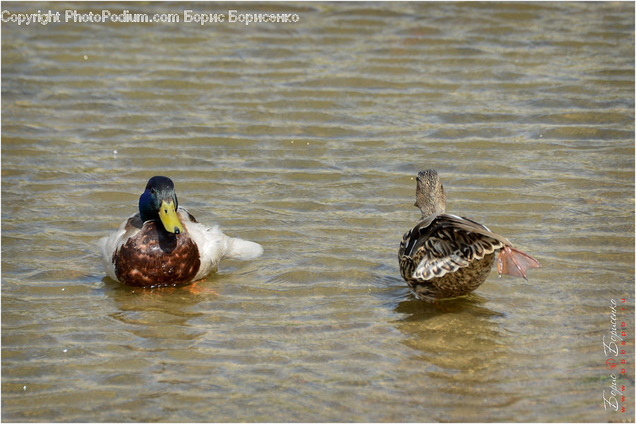 Bird, Duck, Teal, Waterfowl, Mallard, Pelican, Beak