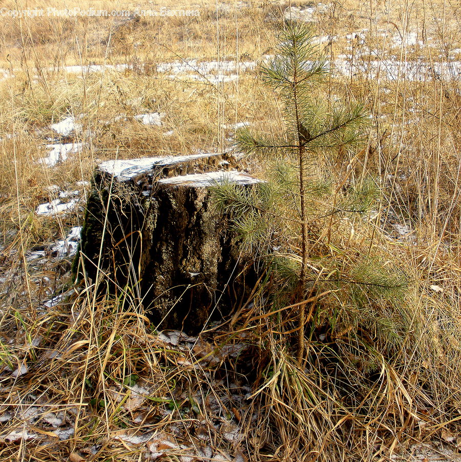 Field, Grass, Grassland, Plant, Vegetation