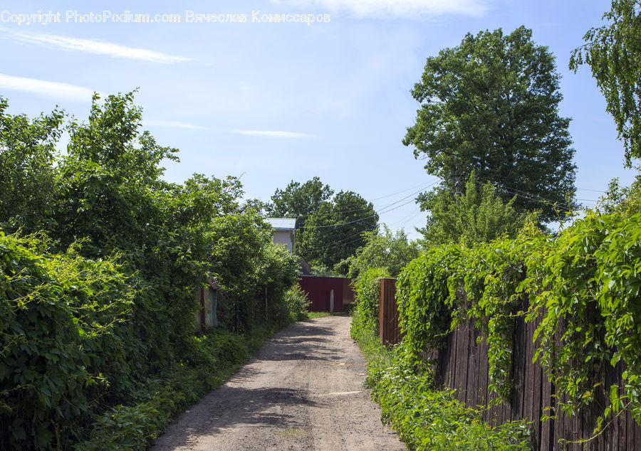 Ivy, Plant, Vine, Path, Road, Walkway, Dirt Road