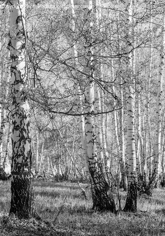 Birch, Tree, Wood, Forest, Vegetation, Grove, Land