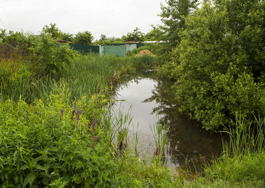 Outdoors, Pond, Water, Field, Grass, Grassland, Plant