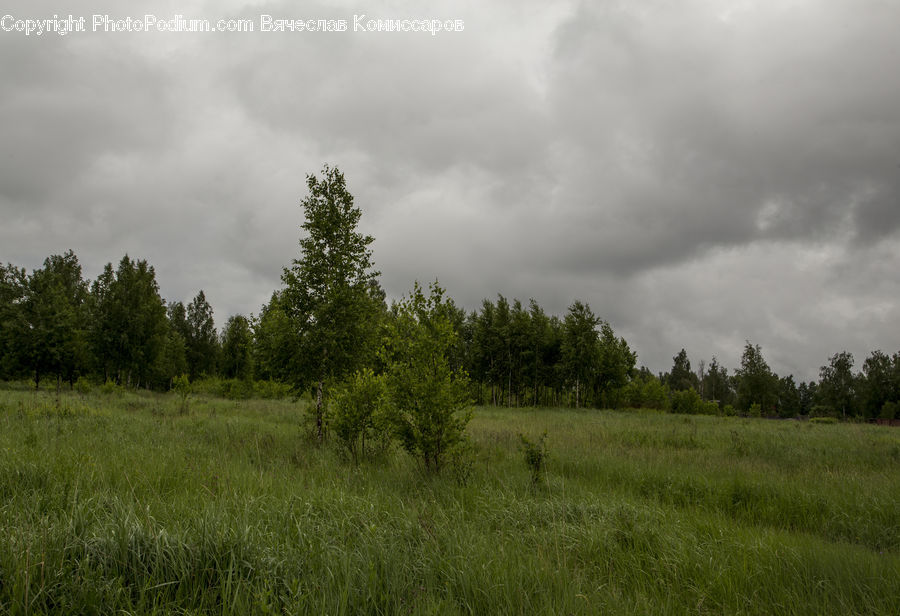 Field, Grass, Grassland, Land, Outdoors, Plant, Plateau