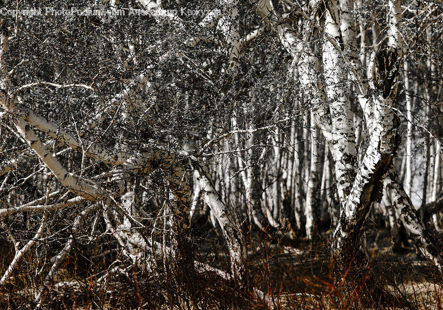 Birch, Tree, Wood, Forest, Vegetation, Field, Grass