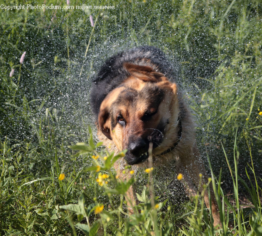 Animal, Canine, Dog, German Shepherd, Mammal, Pet, Field