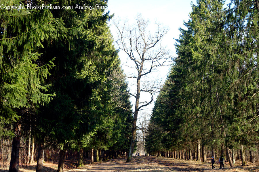 Conifer, Fir, Plant, Tree, Larch, Wood, Pine