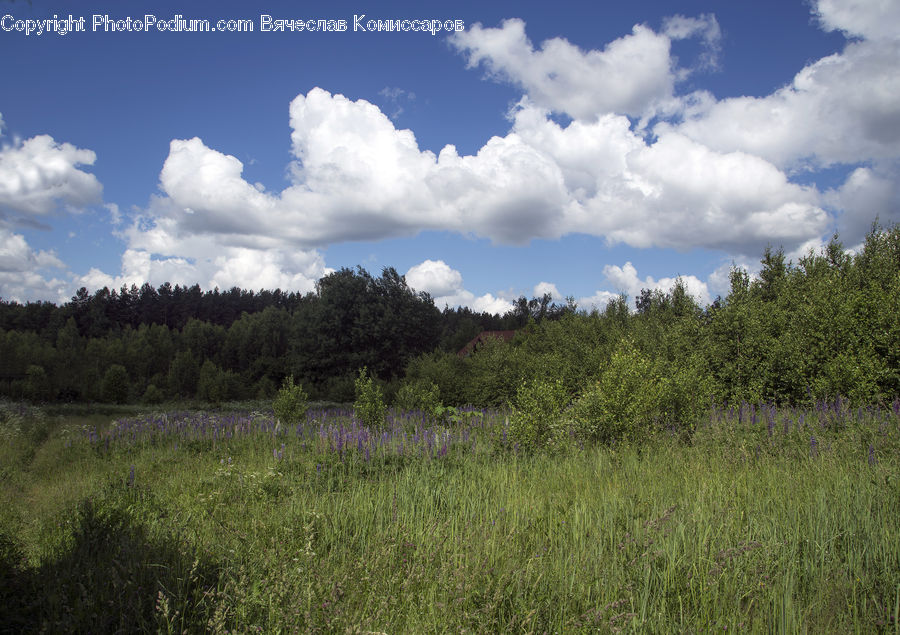 Field, Grass, Grassland, Land, Outdoors, Cloud, Cumulus