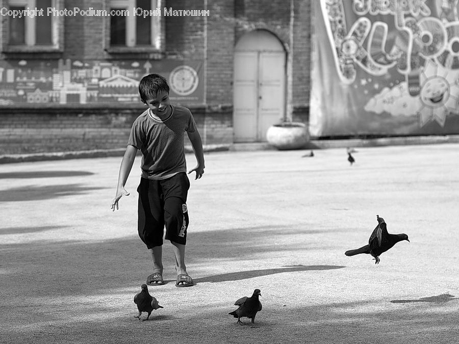 Human, People, Person, Bird, Blackbird, Crow, Pigeon