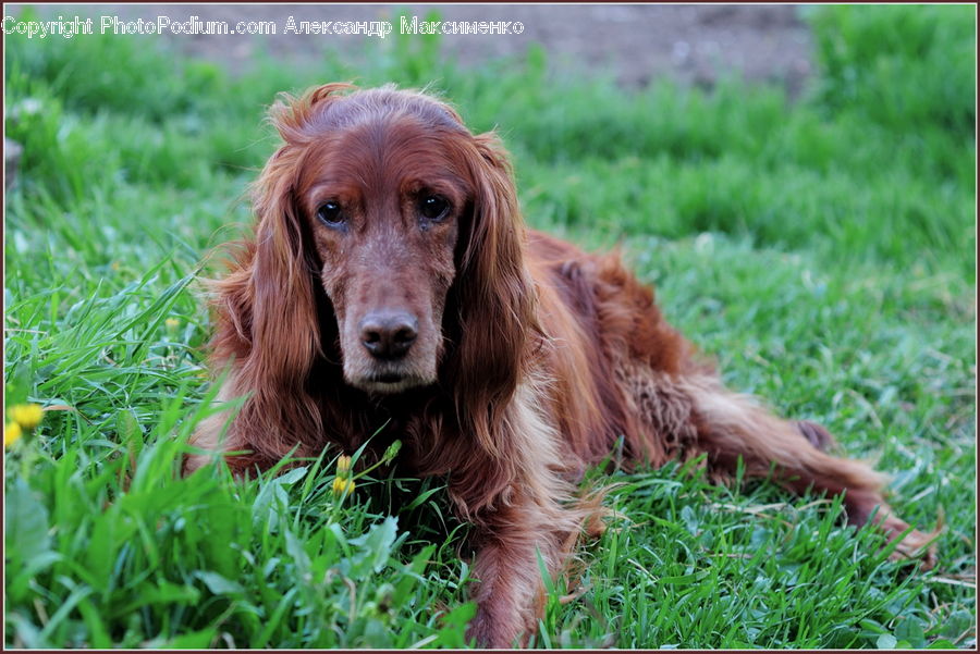 Animal, Canine, Cocker Spaniel, Dog, Mammal, Pet, Spaniel