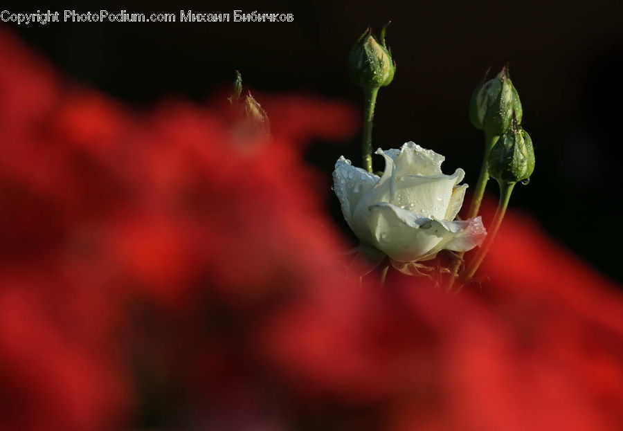 Bud, Plant, Blossom, Flower, Rose, Flora, Pollen