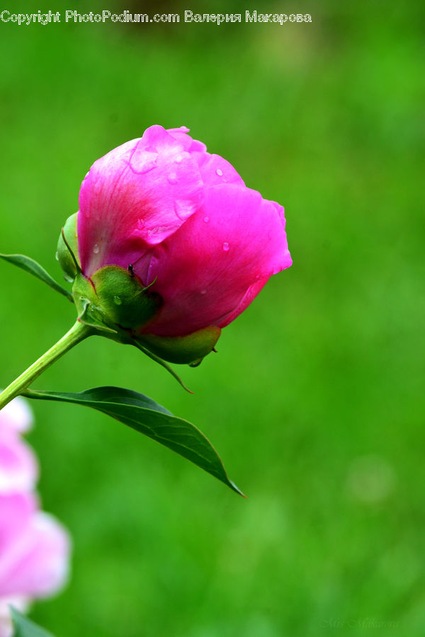 Blossom, Flower, Peony, Plant, Flora, Carnation, Geranium