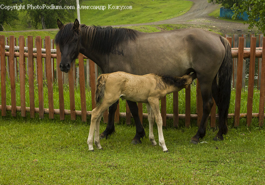 Animal, Colt Horse, Foal, Horse, Mammal