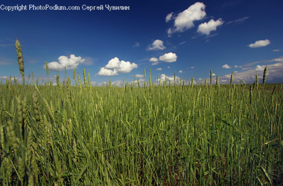 Field, Grass, Grassland, Plant, Grain, Wheat, Land