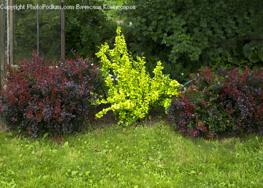 Bush, Plant, Vegetation, Backyard, Yard, Conifer, Fir