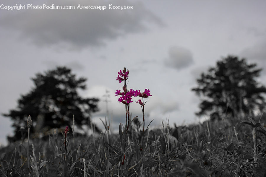 Blossom, Flora, Flower, Plant, Field, Grass, Grassland