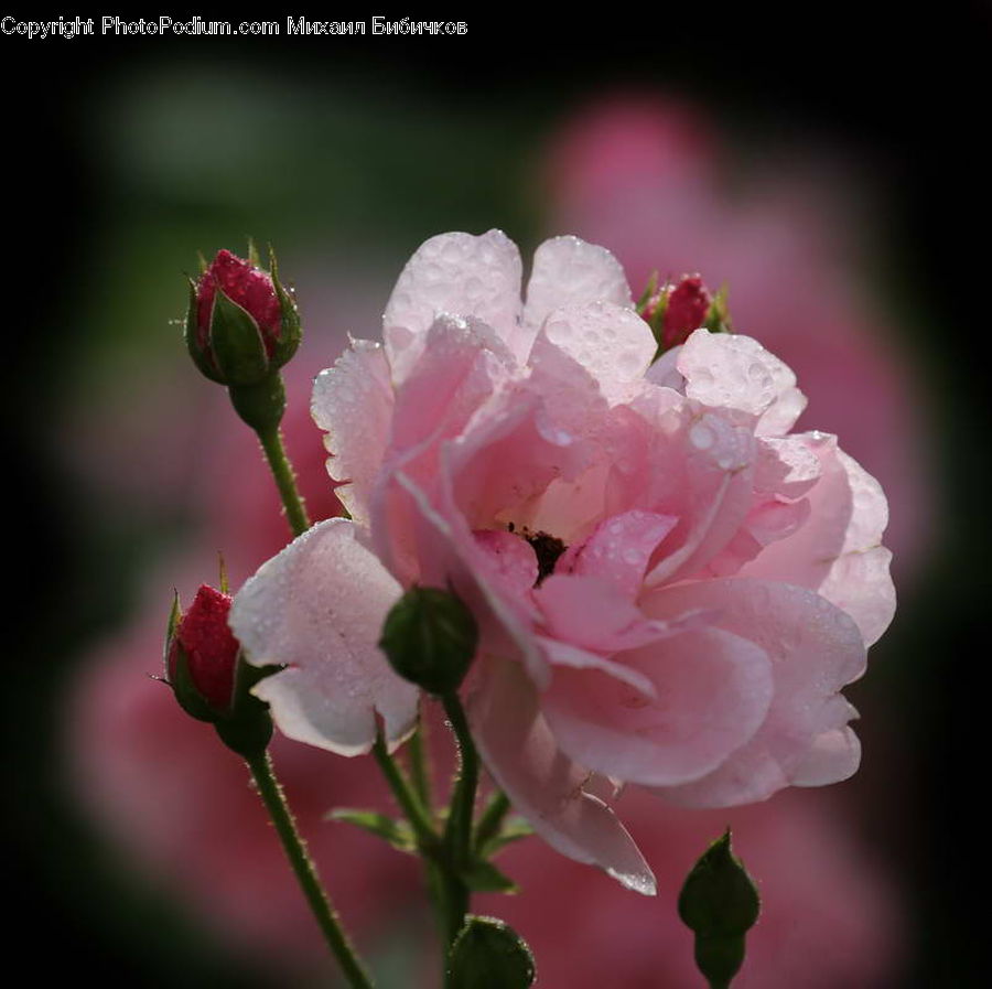 Blossom, Flora, Flower, Geranium, Plant, Rose, Carnation