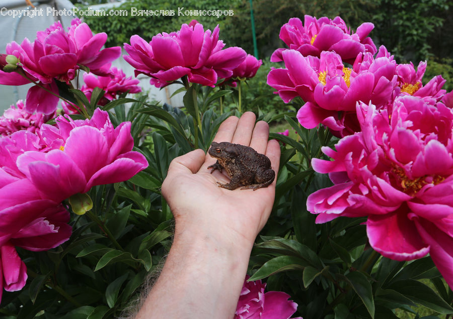 Blossom, Flower, Peony, Plant, Amphibian, Toad, Wildlife