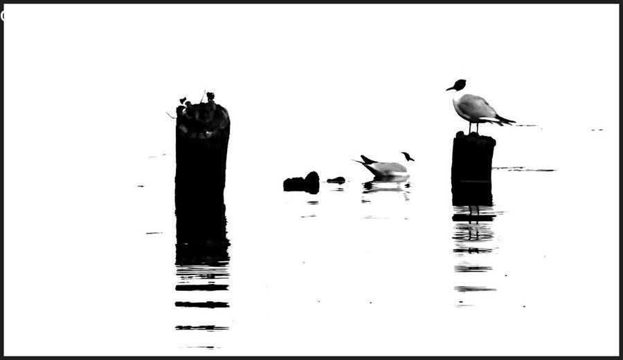 Bird, Seagull, Collage, Poster, Kicking, Silhouette, Crane Bird