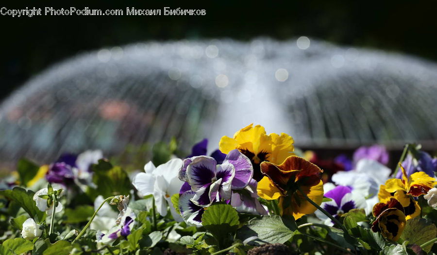 Blossom, Flora, Flower, Plant, Violet, Pansy, Crocus