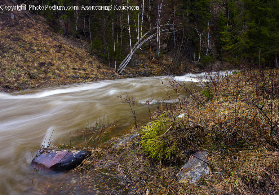 Forest, Jungle, Rainforest, Vegetation, Creek, Outdoors, River